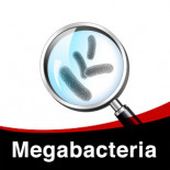 Treatment Scheme against Megabacteria in Birds